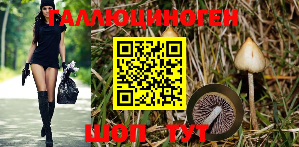 магазин продажи наркотиков  Псилоцибиновые грибы прущие грибы  Белгород  Вход с VPN  Псилоцибиновые грибы прущие грибы 